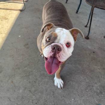 Rescue English Bulldog Dogs for Adoption in New Orleans, Louisiana - Millie | PetCurious