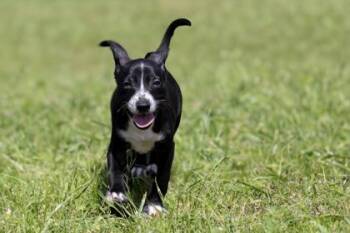 Shepherd and Mixed Breed Dogs Available for Adoption in West Chester, Pennsylvania - Julius | PetCurious
