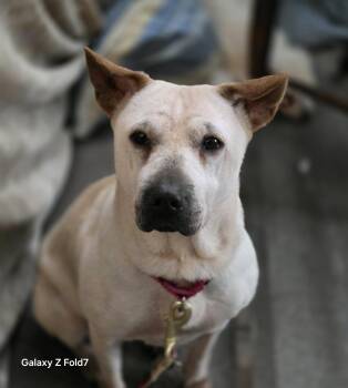 Shar Pei Dogs Available for Adoption in Fredericksburg, Virginia - Junie | PetCurious
