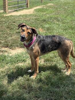 May -  German Shepherd Dog and Husky Dog for Adoption in South Charleston, Ohio - May | PetCurious