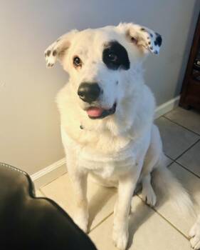 BILL -  Labrador Retriever Dog for Adoption in Broken Arrow, Oklahoma - BILL | PetCurious