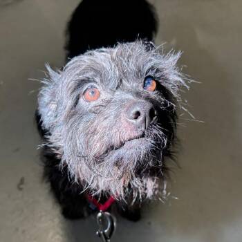 Panther -  Cairn Terrier and Mixed Breed Dog for Adoption in Jupiter, Florida - Panther | PetCurious