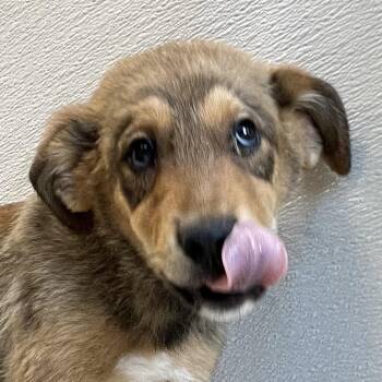 Poppy -  Mixed Breed Dog for Adoption in Las Cruces, New Mexico - Poppy | PetCurious