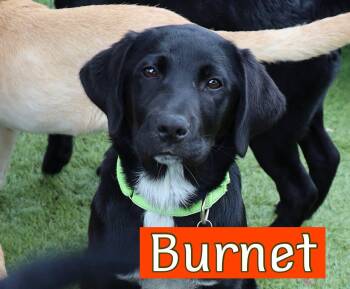 Labrador Retriever Dogs Available for Adoption in Southlake, Texas - Burnet | PetCurious