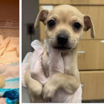 Ritz -  Chihuahua and Mixed Breed Dog for Adoption in Rockville, Maryland - Ritz | PetCurious