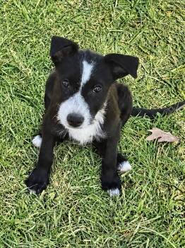 RAIN -  Terrier and Mixed Breed Dog for Adoption in Seale, Alabama - RAIN | PetCurious