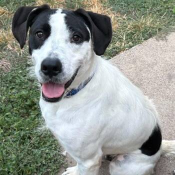 Snoopy -  German Wirehaired Pointer Dog for Adoption in Chatham, New Jersey - Snoopy | PetCurious