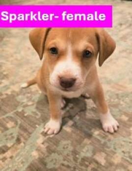 Sparkler - Americana Litter -  Yellow Labrador Retriever Dog for Adoption in Sheboygan, Wisconsin - Sparkler - Americana Litter | PetCurious
