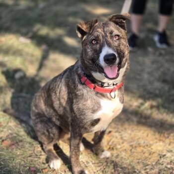 Jade -  Terrier and Border Collie Dog for Adoption in Mansfield, Texas - Jade | PetCurious