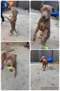 Rescue Pit Bull Terrier Dogs for Adoption in Covington, Georgia - 22870- Chicken | PetCurious