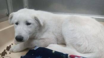 Great Pyrenees and Mixed Breed Dogs Available for Adoption - Bentley | PetCurious