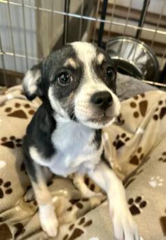 Molly -  Chihuahua Dog for Adoption in Greenlawn, New York - Molly | PetCurious