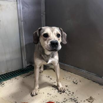 Mixed Breed Dogs Available for Adoption in Pekin, Illinois - Sam Eagle | PetCurious