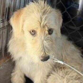 Darla -  Goldendoodle Dog for Adoption in Larkfield-wikiup, California - Darla | PetCurious