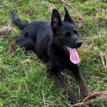 Shepherd Dogs Available for Adoption - Ella | PetCurious