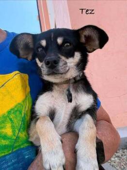 Tez -  Chihuahua and Terrier Dog for Adoption in Waunakee, Wisconsin - Tez | PetCurious