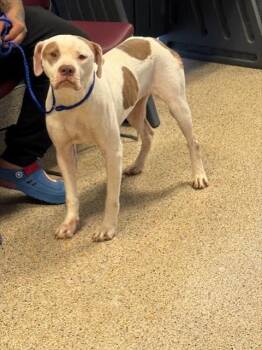 Rescue American Bulldog and Mixed Breed Dogs for Adoption in Doral, Florida - BELLA | PetCurious