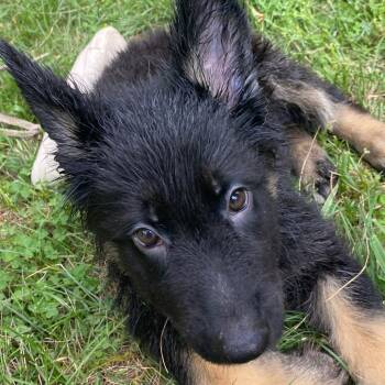 Violet (26-393) -  German Shepherd Dog Dog for Adoption in New Ringgold, Pennsylvania - Violet (26-393) | PetCurious