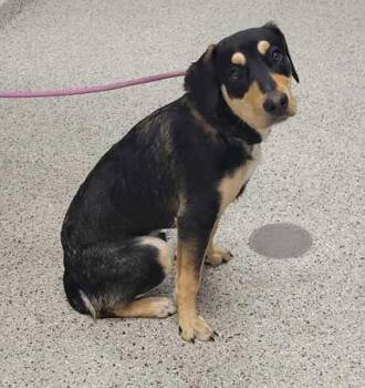 Meeko -  Mixed Breed Dog for Adoption in Kansas City, Missouri - Meeko | PetCurious