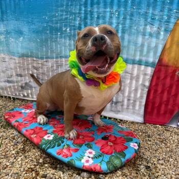 Rescue American Bulldog and Mixed Breed Dogs for Adoption in Newark, New Jersey - Joy | PetCurious