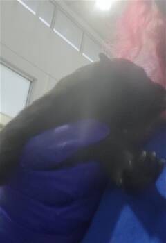 Mixed Breed Dogs Available for Adoption - SPICE | PetCurious