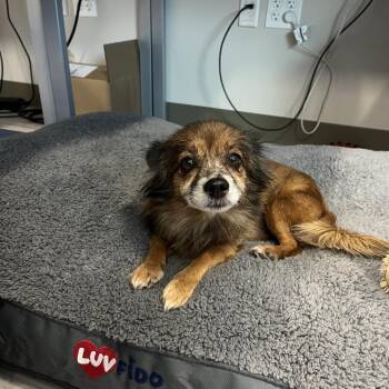 Mixed Breed Dogs Available for Adoption - Suki | PetCurious