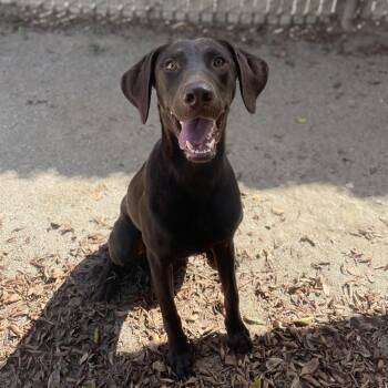Romeo -  German Shorthaired Pointer and Mixed Breed Dog for Adoption in Riverside, California - Romeo | PetCurious
