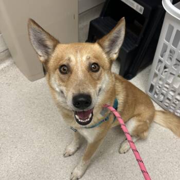 Toyota -  Mixed Breed Dog for Adoption in Murray, Utah - Toyota | PetCurious