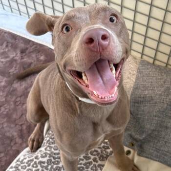 Ruby Sunshine -  Weimaraner Dog for Adoption in Birmingham, Alabama - Ruby Sunshine | PetCurious