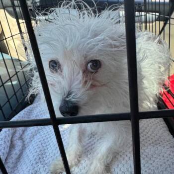 Gowen OS NV -  Maltese Dog Available for Adoption in Las Vegas, Nevada - Gowen OS NV | PetCurious