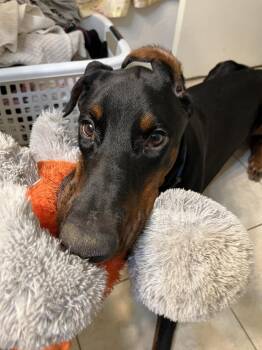 Silly Chandler Goose -  Doberman Pinscher Dog for Adoption in Pearland, Texas - Silly Chandler Goose | PetCurious