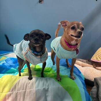Lulu -  Chihuahua Dog for Adoption in Philadelphia, Pennsylvania - Lulu | PetCurious
