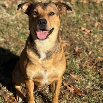 Rescue Shepherd and Retriever Dogs for Adoption in Greenville, South Carolina - Oak | PetCurious