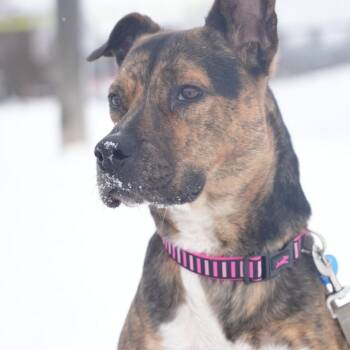 German Shepherd Dog and Mountain Cur Dogs Available for Adoption - Talulah | PetCurious