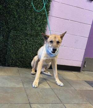 61770784 -  German Shepherd Dog and Mixed Breed Dog for Adoption in El Paso, Texas - 61770784 | PetCurious