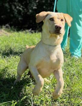 260565  Kirby -  Labrador Retriever Dog for Adoption in Wetumpka, Alabama - 260565  Kirby | PetCurious