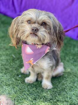 Lhasa Apso Dogs Available for Adoption in Rowland Heights, California - WILLOW | PetCurious