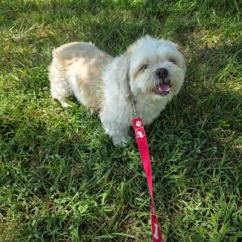 Crunch -  Shih Tzu Dog for Adoption in Jackson, Missouri - Crunch | PetCurious