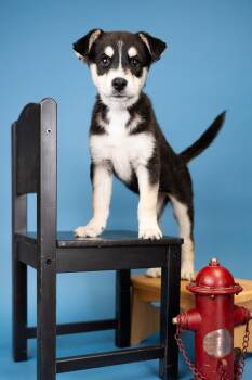 762-26 -  Shepherd Dog for Adoption in Brighton, Colorado - 762-26 | PetCurious