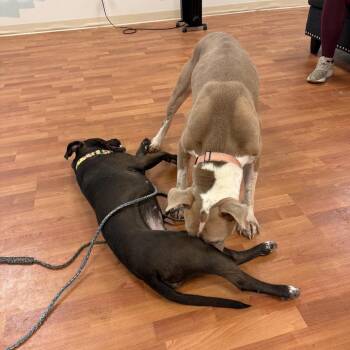 Mixed Breed Dogs Available for Adoption - Aspen | PetCurious