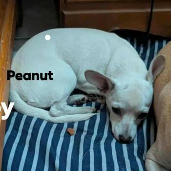 Rescue Chihuahua Dogs for Adoption in Phoenix, Arizona - Peanut | PetCurious