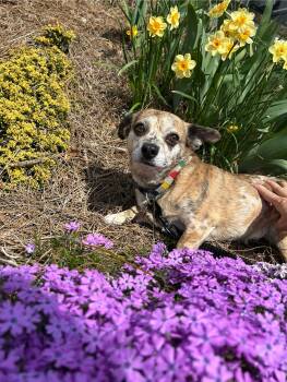 Rescue Chihuahua Dogs for Adoption in Kimberlin Heights, Tennessee - Toffee | PetCurious