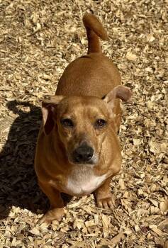 Ricco -  Dachshund Dog for Adoption in Troy, Alabama - Ricco | PetCurious