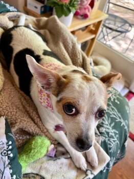 Chihuahua Dogs Available for Adoption in Roseville, California - Marlene | PetCurious