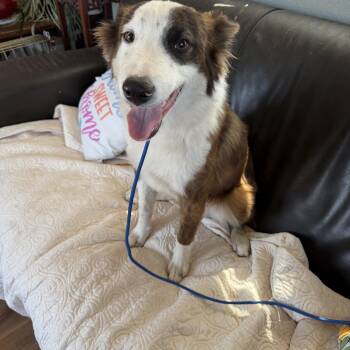 Biscuit -  Border Collie Dog for Adoption in Deming, New Mexico - Biscuit | PetCurious