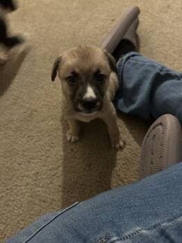 Rescue Mixed Breed Dogs for Adoption in Atlanta, Georgia - Chocolate Chip Skillet Cookie | PetCurious