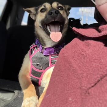 German Shepherd Dog Dogs Available for Adoption - Phoenix | PetCurious