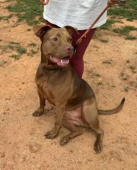 Chocolate Labrador Retriever and Labrador Retriever Dogs Available for Adoption - Warren | PetCurious