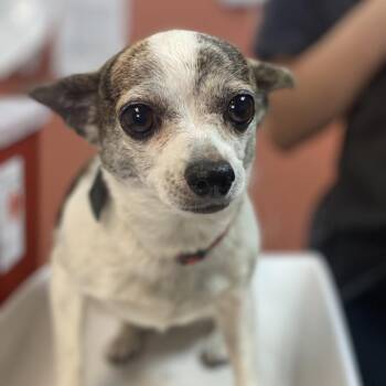 Chihuahua and Mixed Breed Dogs Available for Adoption in Flagstaff, Arizona - Sassy | PetCurious