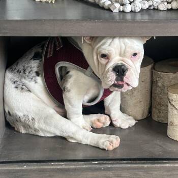 English Bulldog Dogs Available for Adoption in Cincinnati, Ohio - Marshmallow | PetCurious